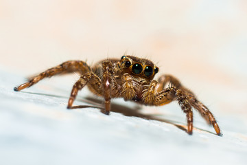 Jumping spider