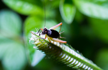 Young gryllidae on the leaf