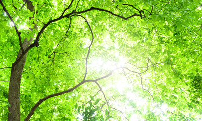 新緑の木の葉