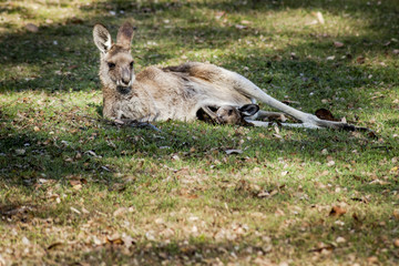 Kangaroo mother and baby in her pouch resting and eating grass