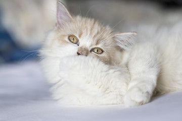 The Persian cat (Persian: گربه ایرانی Gorbe Irâni) is a long-haired breed of cat characterized by its round face and short muzzle. It is also known as the Persian Longhair.