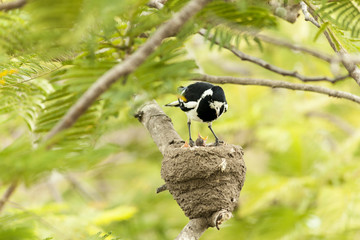 Female pee wee feeding her unfeathered young in their mud nest