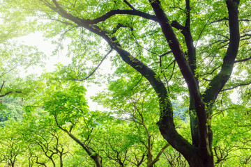Fototapeta premium 公園の樹木