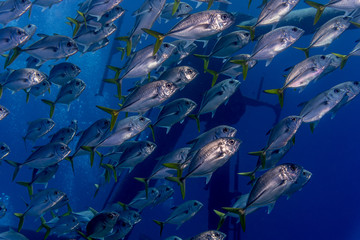 Cayman Hore eyed Jack fish