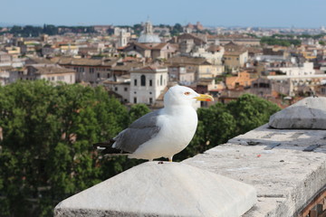 Italy city skyline view by a seagull
