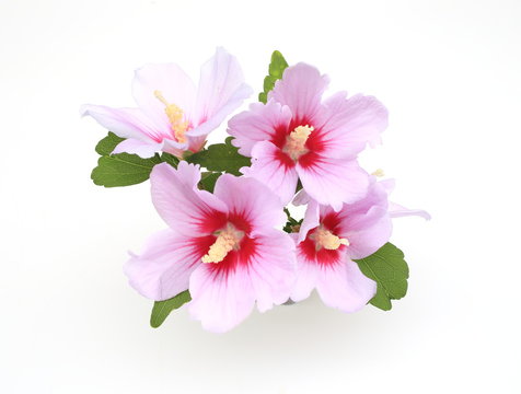 ムクゲ の画像 9 714 件の Stock 写真 ベクターおよびビデオ Adobe Stock