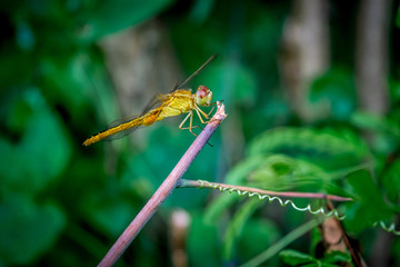 A beautiful yellow color dragonfly