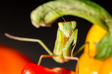 Chilli Mantis
