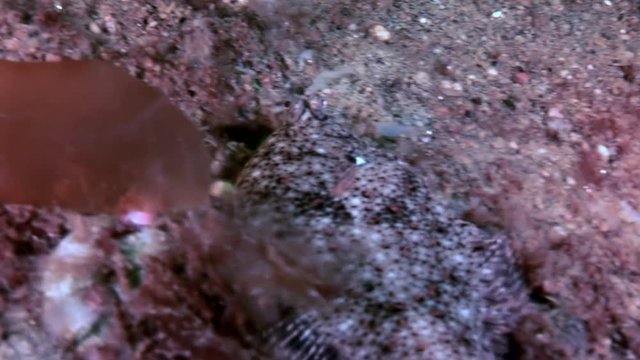Flounder flatfish underwater on seabed in search of food in White Sea Russia. Unique dramaturgy pic macro video close up. Marine life on background of pure clear clean water.