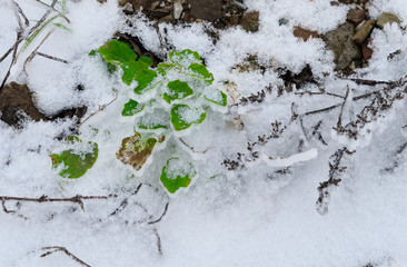 Snowy plant
