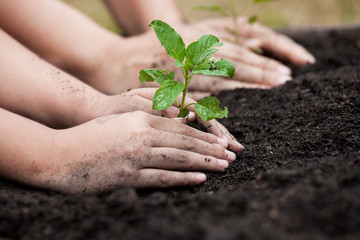 Child and parent hand planting young tree on black soil together as save world concept