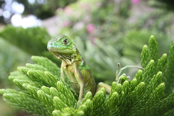 Iguana verde