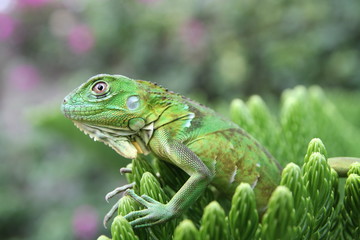 Fototapeta premium Iguana verde