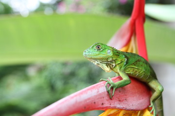 Iguana verde