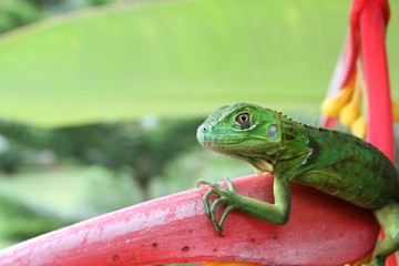 Iguana verde