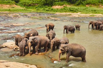 Fototapeta na wymiar Elefants pride tekingg bath in the local river water in Sri-Lanka, Pinnawela