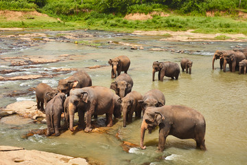 Fototapeta premium Elefants pride tekingg bath in the local river water in Sri-Lanka, Pinnawela