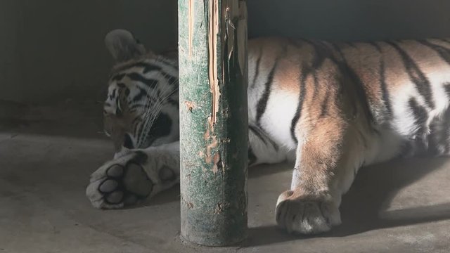 Sleeping tiger at the zoo 