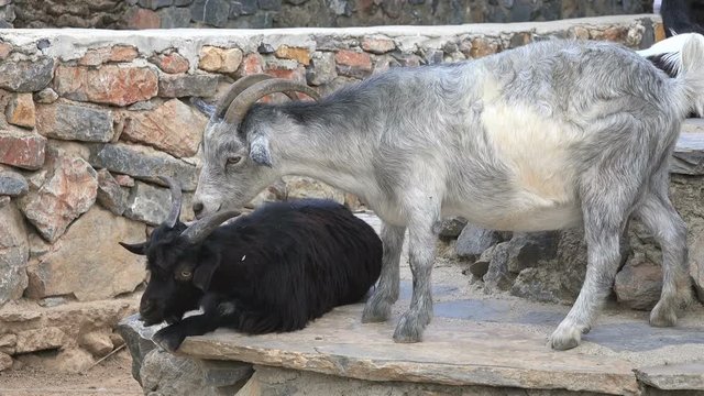Cute goats in the farm 