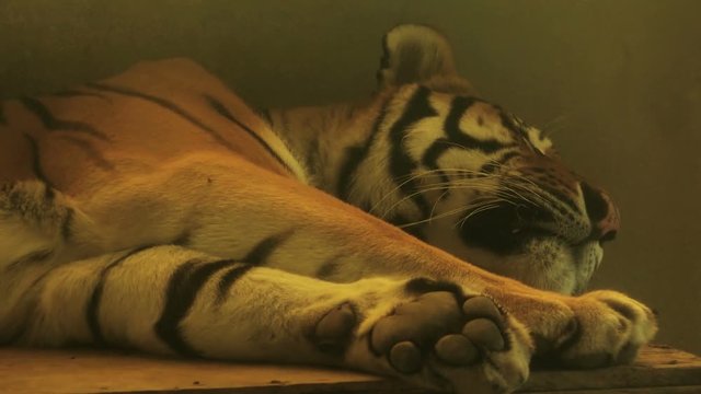 Sleeping tiger, close up 