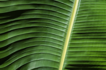 leaf banana