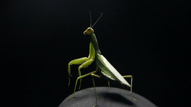 praying mantis (mantis religiosa) in the dark