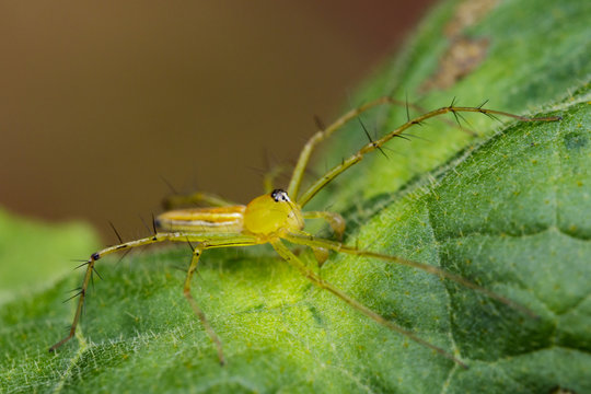Image of Oxyopidae Spider (Java Lynx Spider / Oxyopes cf. Javanus) on green leaves. Insect Animal