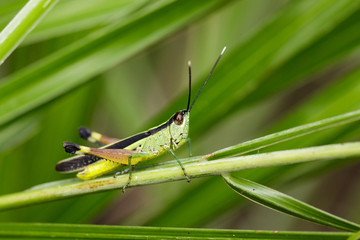 Image of sugarcane white-tipped locust grasshopper (Ceracris fasciata) on green leaves. Insect Animal. Caelifera., Acrididae