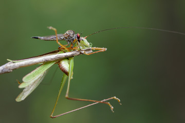 Image of an robber fly(Asilidae) eating grasshopper on nature background. Insect Animal
