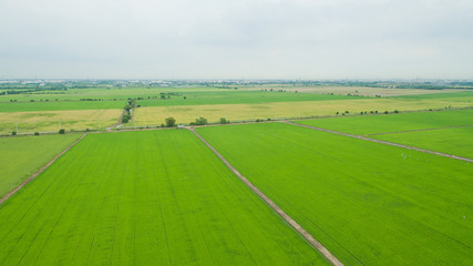 Obraz premium Aerial view from flying drone of Field rice with landscape green pattern nature background