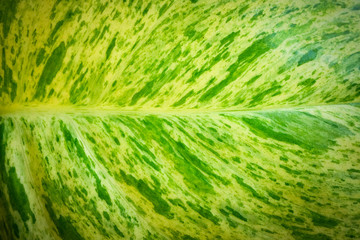 Home and garden decoration of top view Epipremnum aureum in the bedroom