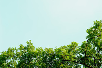 Fototapeta premium tree on sky