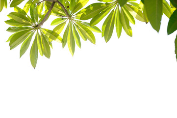 Obraz premium tree on sky