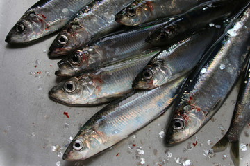freshly caught herring