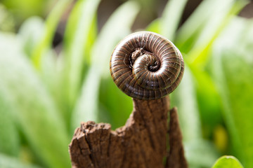 Millipede