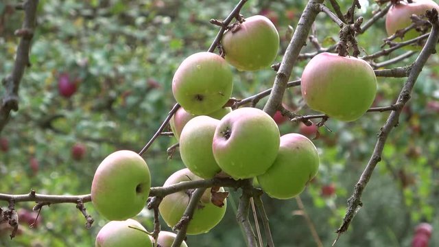 Reife &Auml;pfel auf Apfelbaum, Streuobstwiese, Naturbiotop am Untermain, Spessart
