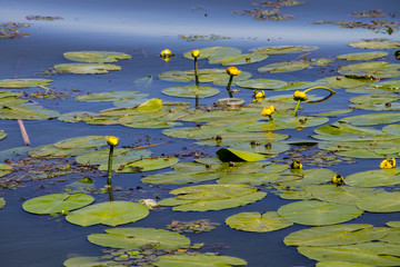 Yellow water flowers (Nuphar Lutea)