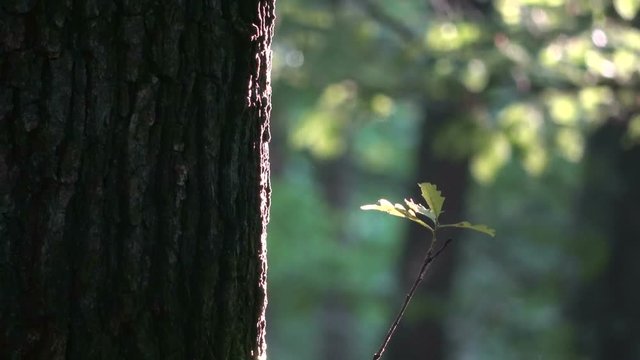 Eichenstamm mit Blattaustrieb, Quercus, Spessart