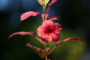Obraz premium Close up of red Hibiscus rosa-sinensis or Cooperi