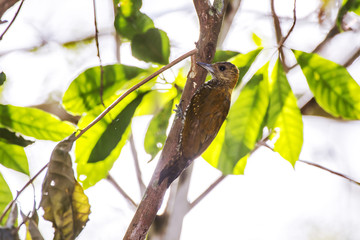 Picapauzinho-avermelhado (Veniliornis affinis) | Red-stained Woodpecker photographed in Linhares, Espírito Santo - Southeast of Brazil. Atlantic Forest Biome.