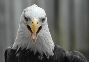 Eagle 2