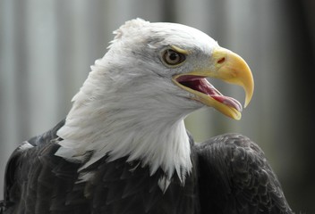 Obraz premium Eagle 1