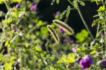 Grass flower in organic garden.