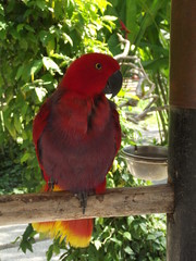 Red Macaw