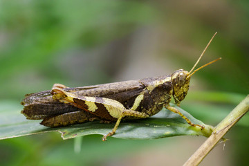 Image of Rufous-legged Grasshopper (Xenocatantops humilis) on green leaves. Insect Animal