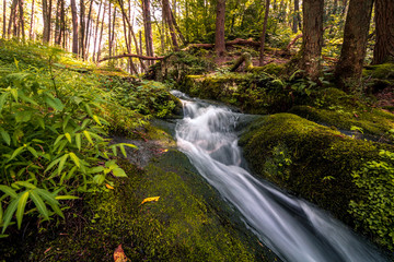 Waterfall flows gently among a lush display of green foliage at Stokes State Forest, NJ