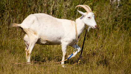 a portrait of a goat in the pasture