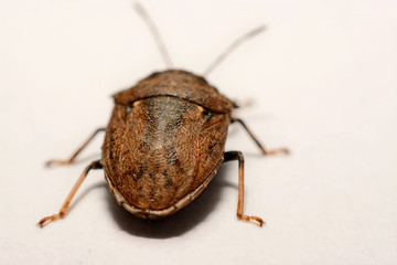 Close-up of brown Marmalade Stink Bug on white paper background.