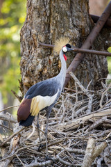 Fototapeta premium Image of Crowned Crane(African Crowned Crane) on nature background. Wild Animals.