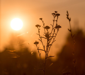 dry grass on the golden sunset as background